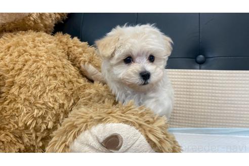 成約済の兵庫県のマルプー:マルチーズ×トイプードル-378628の1枚目